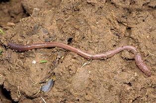 蚯蚓 2025,蚯蚓生态价值与农业应用新篇章