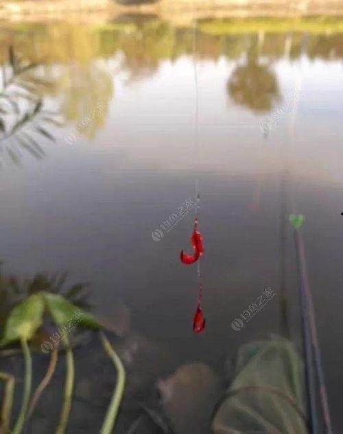 娇肆为饵钓你入怀,一段爱恨交织的甜蜜陷阱